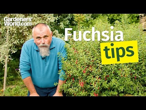 Fabulous FUCHSIAS | David's complete guide to caring for fuchsia plants