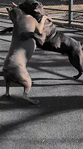 Best friends Bro&Ebi 🖤🩶 #shorts #dogs #bestfriend #doglife