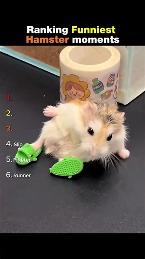 Ranking Funniest Hamster Moments 🐹😂