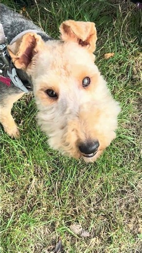 Lakeland and Scottish Terriers on the walk | 24th September 2026