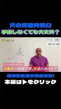 【手術しなくても大丈夫？】犬の膝蓋骨脱臼を徹底解説！ #膝蓋骨脱臼 #動物 #犬 #ペット #動物病院