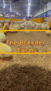 4.6K views · 66 reactions | The Poultry Business Map Every Beginner Must Understand Part 4 | Poultry Tips | Facebook