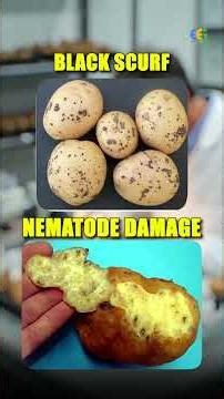 Top Challenges in Potato Export from India | Export Business Guide by Harsh Dhawan