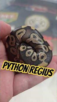 All young animals of Neyla, Python regius 2025 #shorts #ballpython #africa #pythonregius