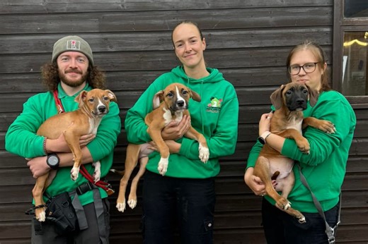 Scooby, Shaggy & Scrappy Doo: Gorgeous puppies need new homes