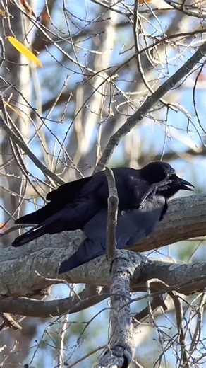 Crow Itch & Poop #shorts #birds #bird #animals #wildlife #nature #usa