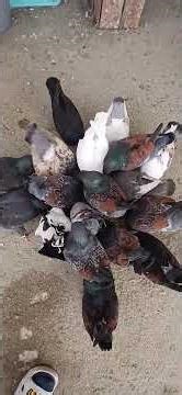 Colourful Collection of Modena Pigeons. You must see! #pigeon #fancypigeon #kabutar @fancypigeon