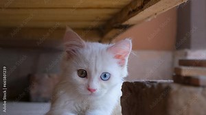 Close up of cat face. kittens are showing your face in the table . Active cats footage. kittten are playing with happy mood.