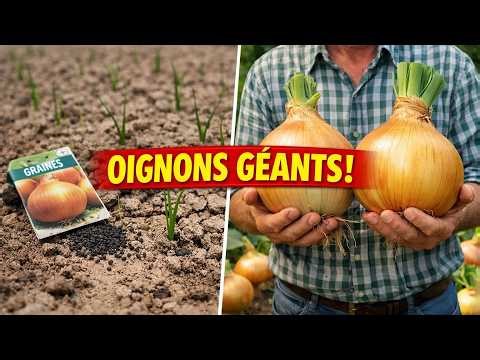 The Secret to Giant Onions: 1kg in 1 Season WITHOUT Transplanting (Direct Sowing)
