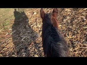 Come Meet Some White Park Beef Cattle!