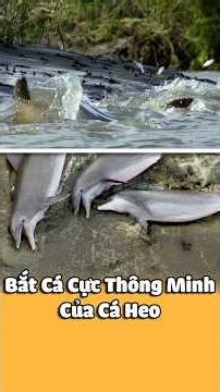 How the World's Smartest Animals Catch Fish in Mudflats / Bottlenose Dolphins