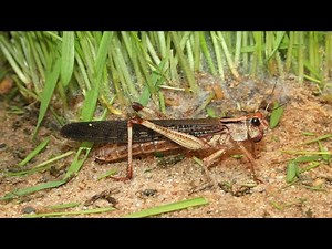 Watch how to sign 'locust' in American Sign Language.