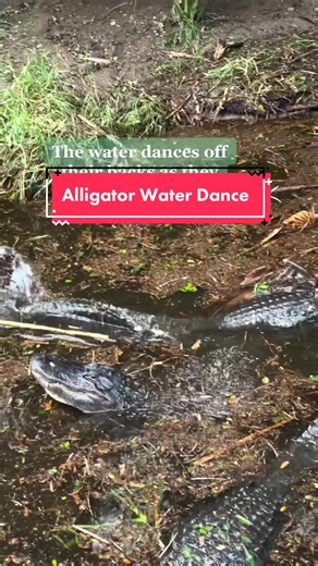 StAugAlligatorFarm on TikTok