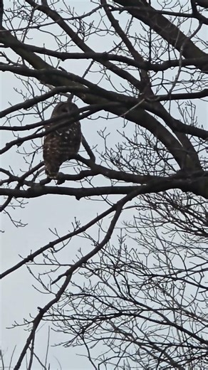 OWL IN DA HOOD! #wildlife #owl #shorts
