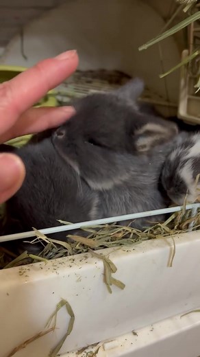Baby bunnies #bunnyreel #hollandlop #fyp #viral #bunnyvideo #baby