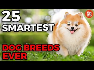 25 Smartest Dog Breeds Ever