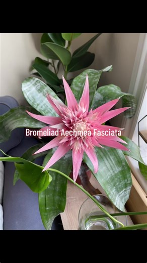 Bromeliad Aechmea Fasciata Care Tips 🌸