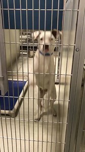 6.6K views · 114 reactions | We are still needing fosters. If your interested in fostering, please fill out a foster application at the top of our Facebook page and a member of our foster team will contact you. If you see a dog in the video you are interested in, or if you have questions about our foster program please email us at dogfoster@kerncounty.com. | Kern County Animal Services | Facebook