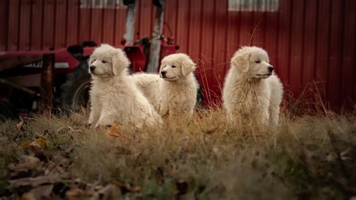 10 Great Pyrenees Puppies Think a Chicken Is Their Mom And It's Too Cute