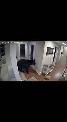 Little Dog vs Big Bear… You Won’t Believe Who Wins! 😳🐾