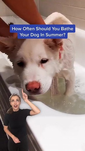 How often do you give your pup a wash? 👀 #dogsoftiktok #dogbath #pet | PetLab Co.