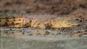 The Nile crocodile (Crocodylus niloticus) is a large crocodilian native to freshwater habitats in Africa. Large croc laying on the bank of a waterhole, slips into the water to see if he can sneak up