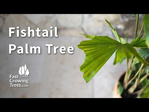 Fishtail Palm Tree | Fast Growing Trees