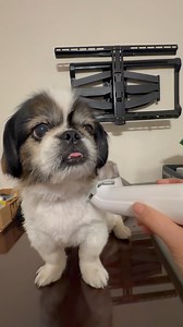 21K views · 724 reactions | Such a good boy patiently being groomed ❤️❤️ #momsbaby#loveshihtzupekeandbeyond #shihtzupekefamily #shihtzupekeandfamily #pekingese #peke #pekingeselover #pekingeseworld #pekingeseowner #dogowner #doglife #doggrooming #dog #doglovers #Grooming | Love Shih Tzu Peke & Beyond | Facebook
