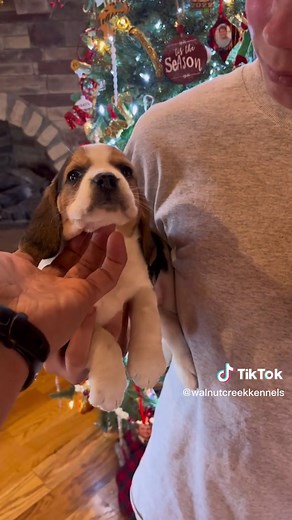 How to Identify Bluetick vs. Tri Color Beagle Puppies