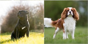 It's official: These 4 best dog breeds make the best house pets