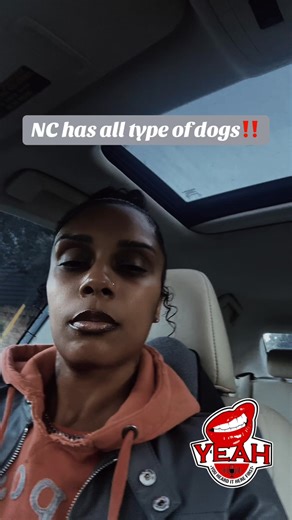 2.1K views · 95 reactions | What are these dogs mixed with??? #men #women #dogs #nc #facts #NorthCarolina | Porsheia Patterson | Facebook