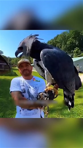 Águila Arpía o Harpía↓The Legend of the coexistence of Eagle.#facts #shorts #viral #youtubeshorts