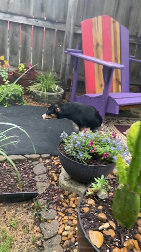 Moonlight Marva got her stitches out and got the all clear to get back to business!!! Moonlight was found paralyzed on the side of the road and had clearly been fending for herself for a long time. Her back legs were basically fused from the hips behind her never giving her poor legs a chance to heal the wounds from dragging. They were infected with massive openings to the bone. While you can heal those wounds, it is a lifetime of keeping them wound free and quite honestly, they were just in her