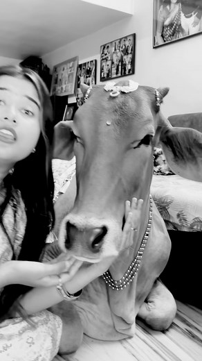 462K views · 23K reactions | Sundori kemon acting ta korlo bolo?來❤️ #animals #animallover #pets #petlovers #cats #dogs #cows #facebookviral #facebookreel #facebookreelsviral | Sayoni Chakraborty | Facebook