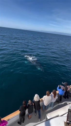 Whale watching season is here and it promises to be epic. We have three businesses (Island Packers, Channel Islands Whale Watching, Channel Islands Expeditions) at the Harbor who can take you into the Santa Barbara Channel for a world class whale watching experience. 🌊🐋❤️ | Channel Islands Harbor