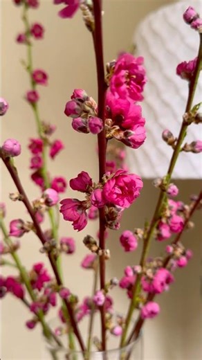 Forced Tree Branches- Peach Flowers! #flowers #gardening #gardeningtips #tree