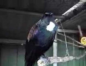 WoofWoof Talking Tui