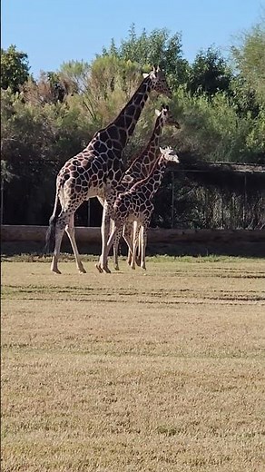 Adorable Baby Giraffe 🦒✨