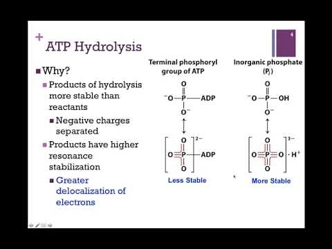 089-ATP Hydrolysis