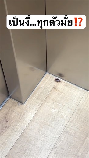 มันเป็นแบบนี้ ทุกตัวมั้ย? #jamsai #jamsaijs #แจ่มใส