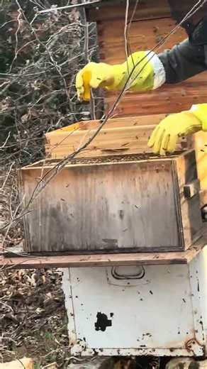 Bees Upgraded to a Bigger Home 🐝🍯.#bee