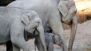 Omysha the Elephant Dies at Zurich Zoo Days After Her Brother