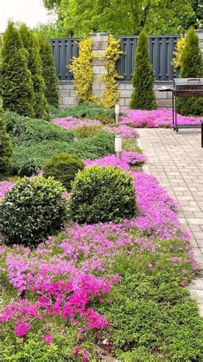 Secret of the Trim ✂️ Creeping Phlox ✨ Garden Portraits 🌿 #Shorts #PhloxCare #howto