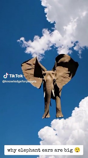 El elefante volador con orejas gigantes