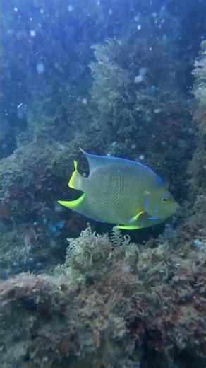 Queen Angelfish #scubadiving #angelfish #reef