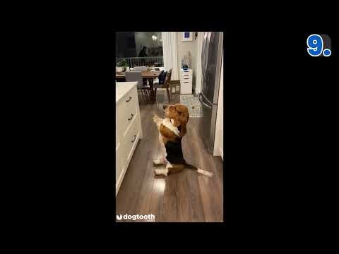 Top 15 Most Mischievous Dogs Caught on Camera || Dogtooth Media