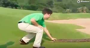 The Largest Python You Will Ever See Was Spotted On A Golf Course In South Africa