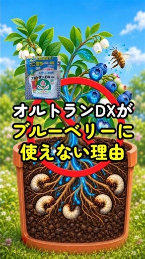 Why You Can't Use Ortran DX on Blueberries | How to Treat Japanese Beetle Grubs?