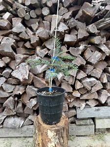 Leuteneggeri Fir, Abies Grandis × Concolor, 1 Gallon - Etsy