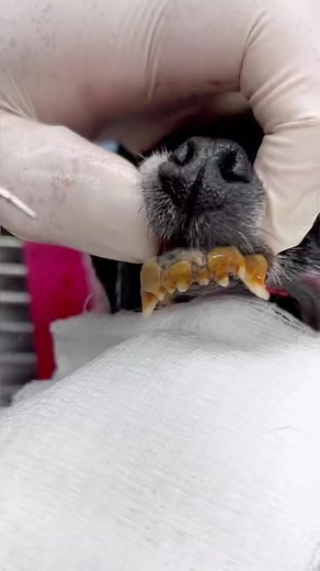 14K views · 140 reactions | 掠@vet_techs_pj removing impacted hair and...